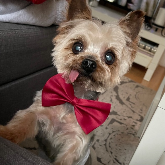 Meet your Posher, Jessica - Picture 2 of 2